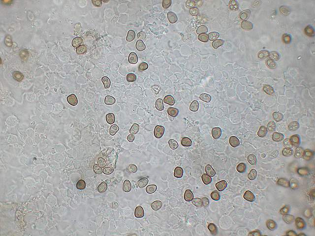 Psathyrella hirtosquamulosa   (Peck)   A. H. Smith